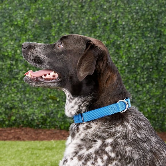 NWOT Nylon Martingale Dog Collar UNUSED - Picture 2 of 3